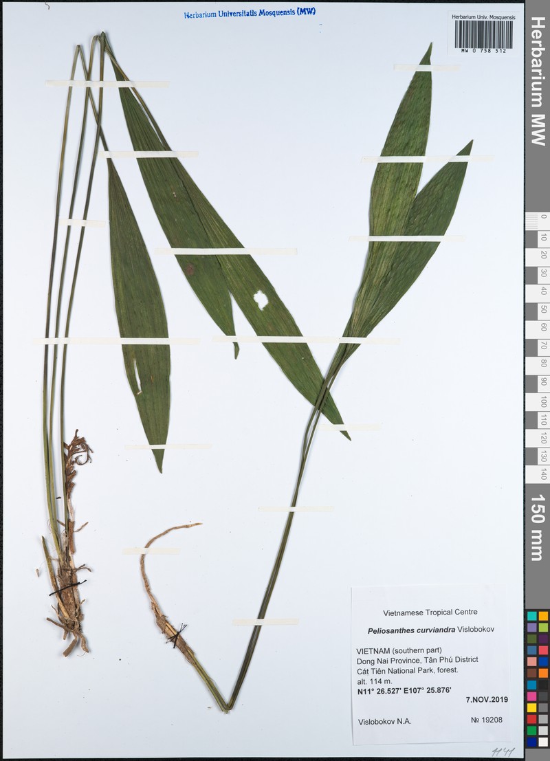 Peliosanthes curviandra