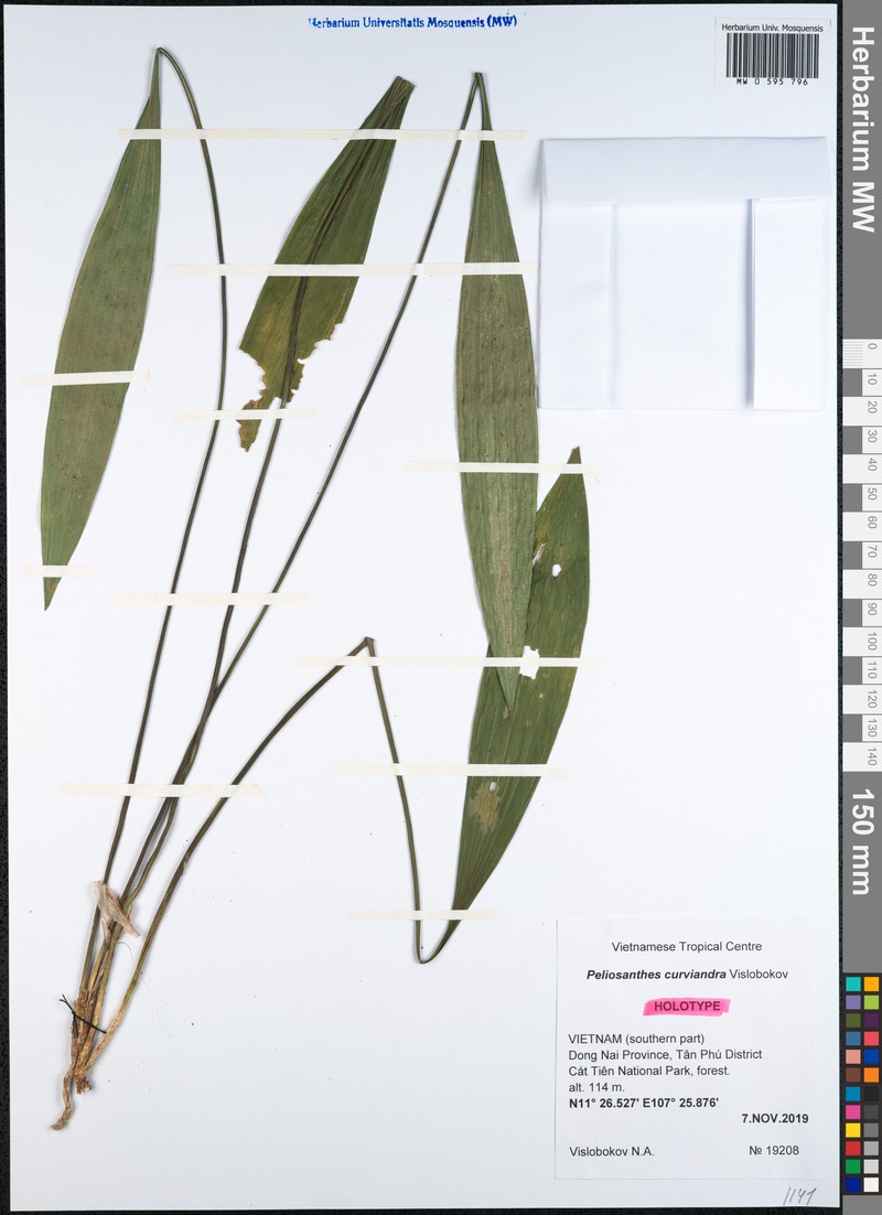 Peliosanthes curviandra photo 2