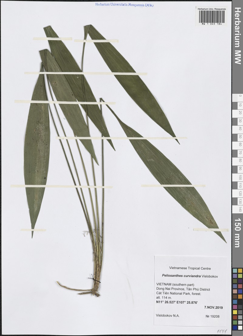 Peliosanthes curviandra photo 3