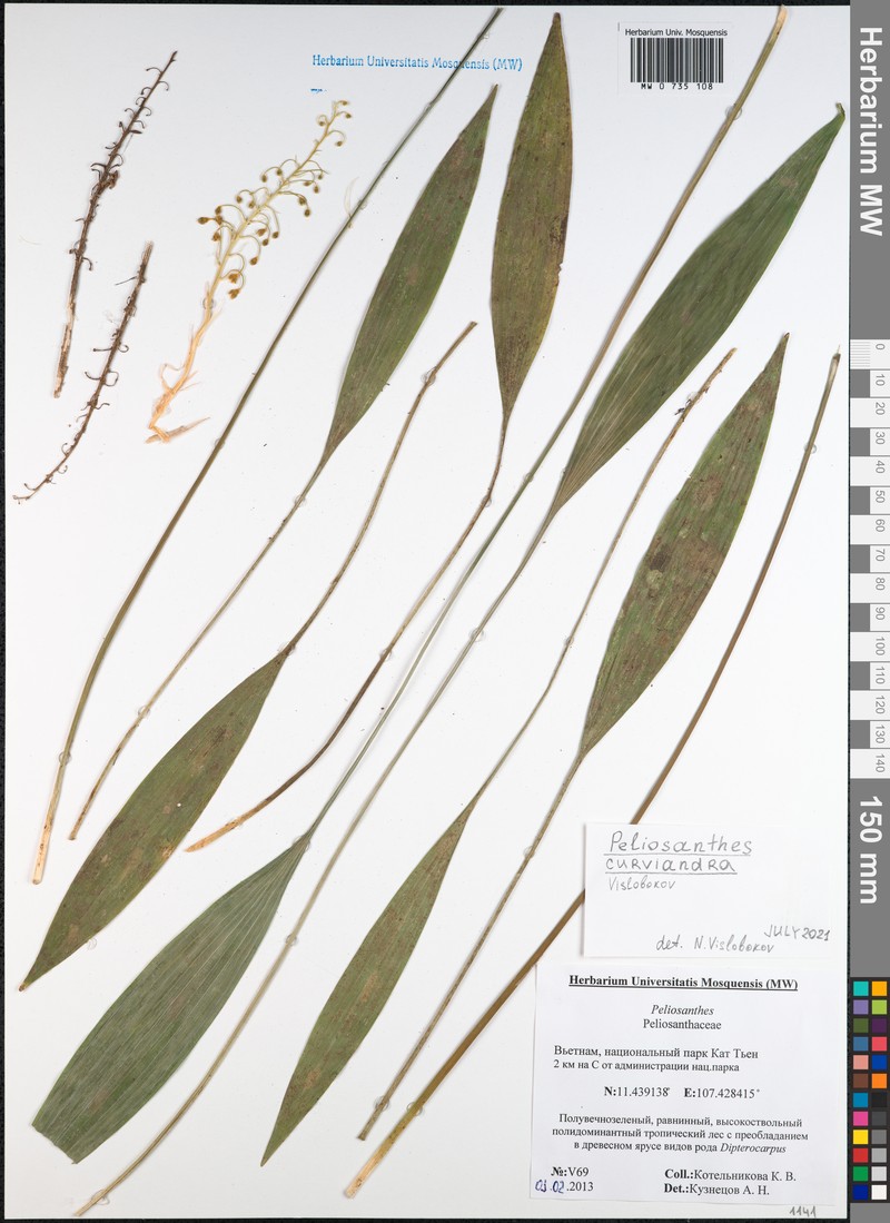 Peliosanthes curviandra photo 4