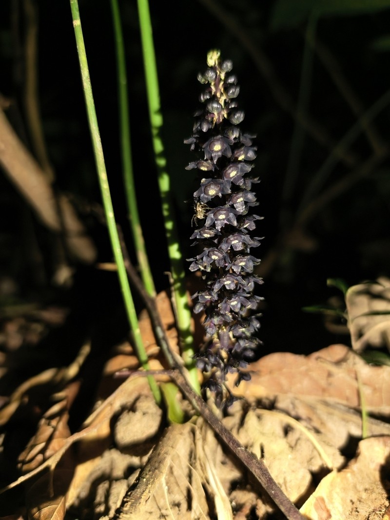 Peliosanthes ligniradicis