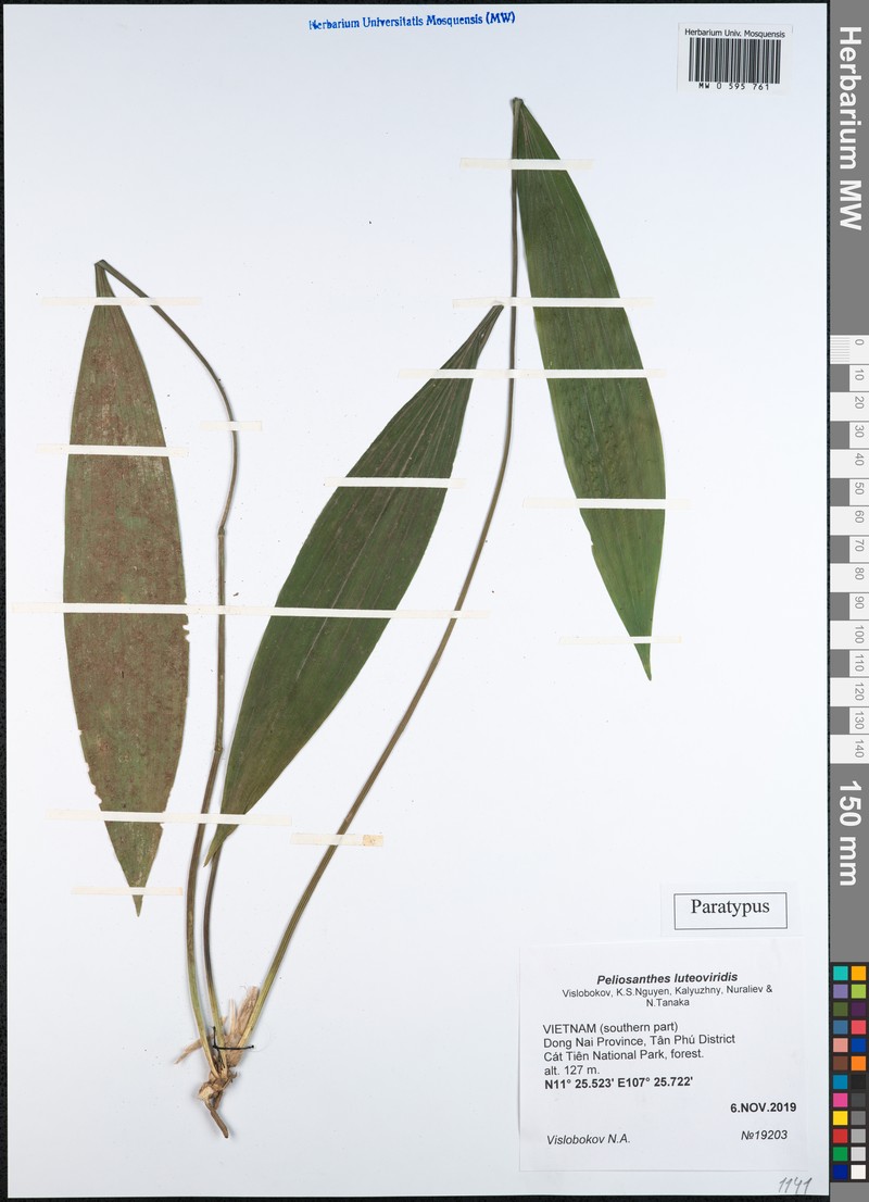 Peliosanthes luteoviridis