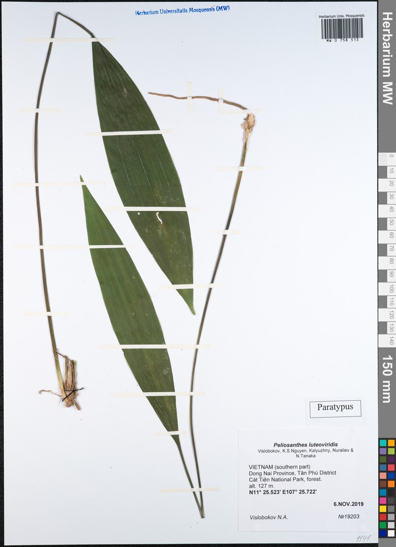 Peliosanthes luteoviridis photo 2