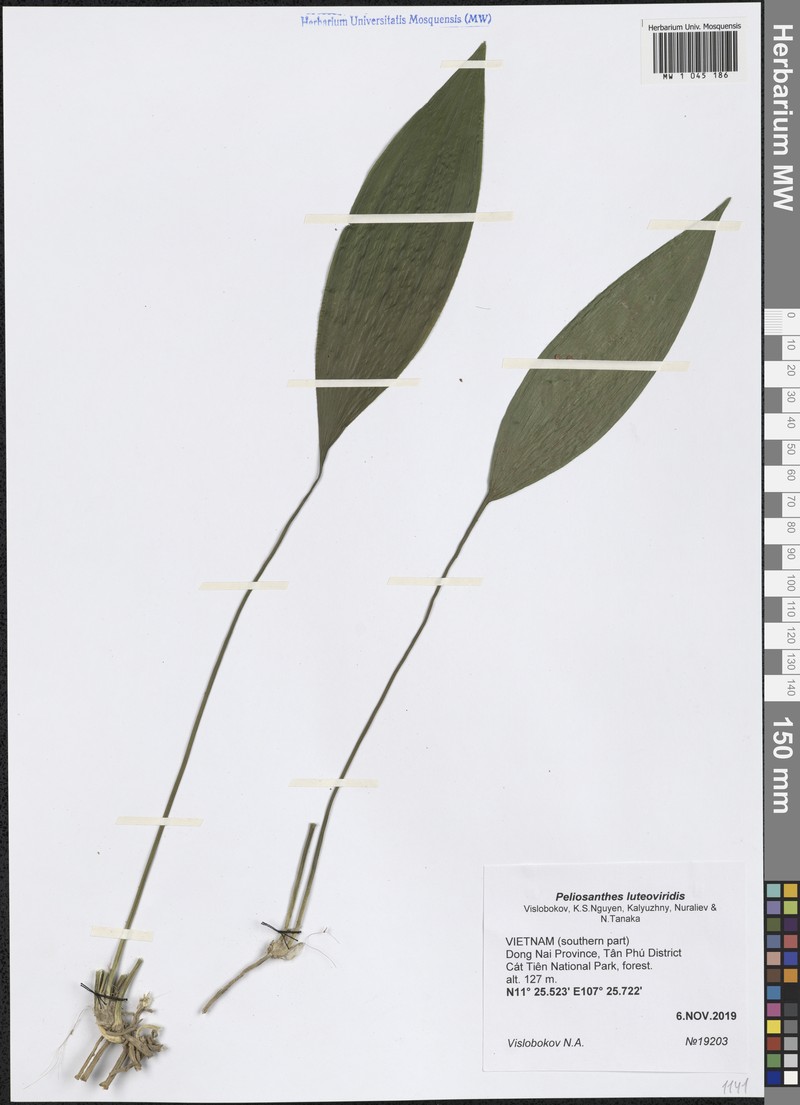 Peliosanthes luteoviridis photo 3