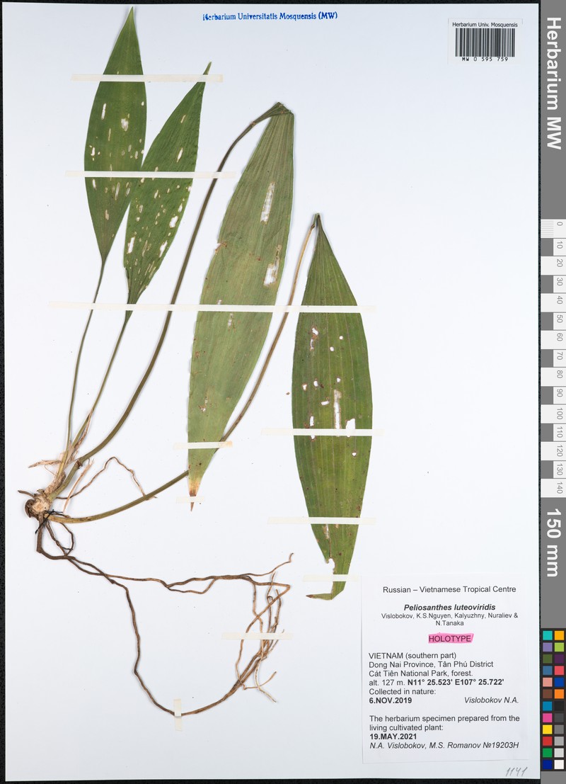 Peliosanthes luteoviridis photo 4