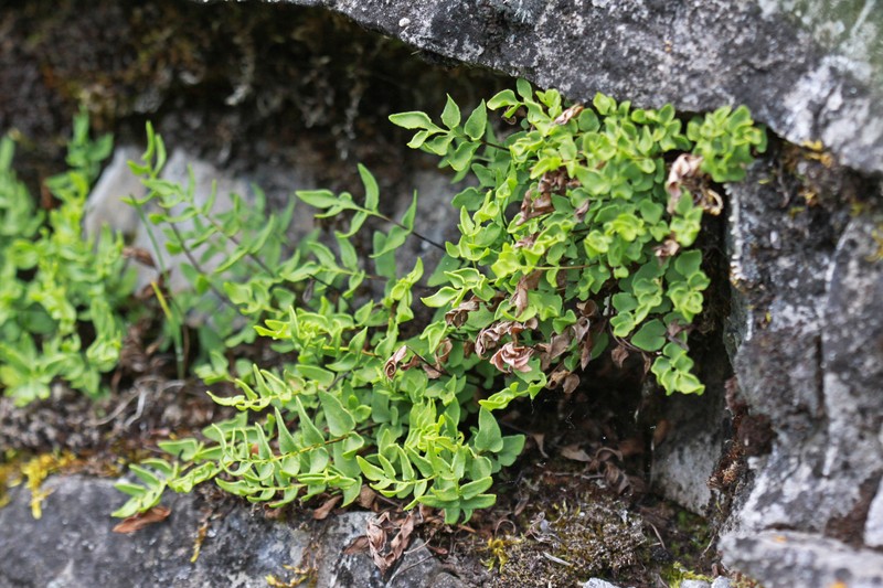Brewer's Cliffbrake photo 4