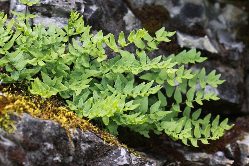 Brewer's Cliffbrake photo 5