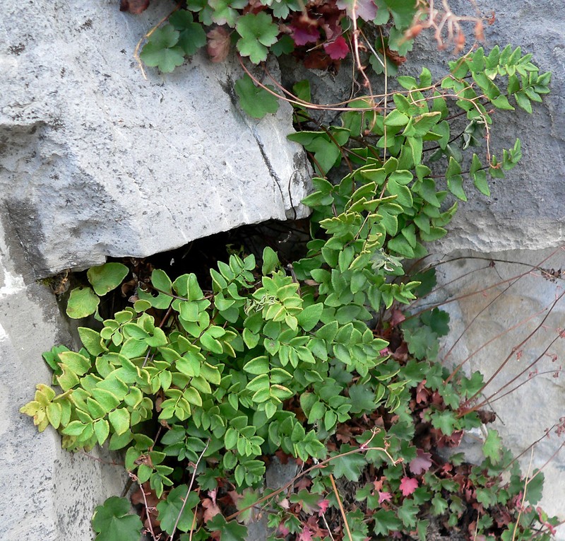Brewer's Cliffbrake photo 3