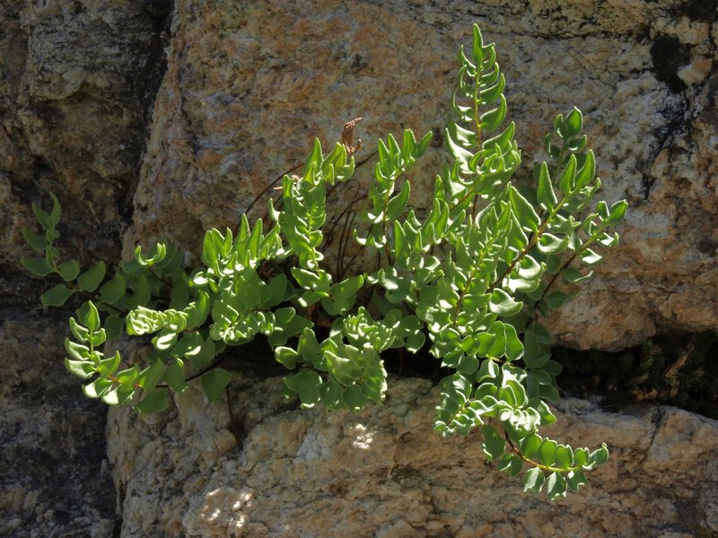 Brewer's Cliffbrake photo 7