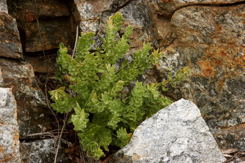 Brewer's Cliffbrake photo 8
