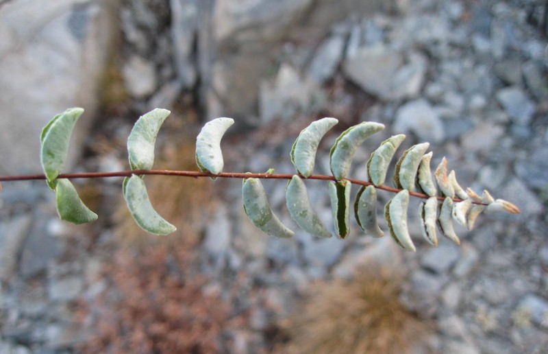 Bridges' Cliffbrake photo 2
