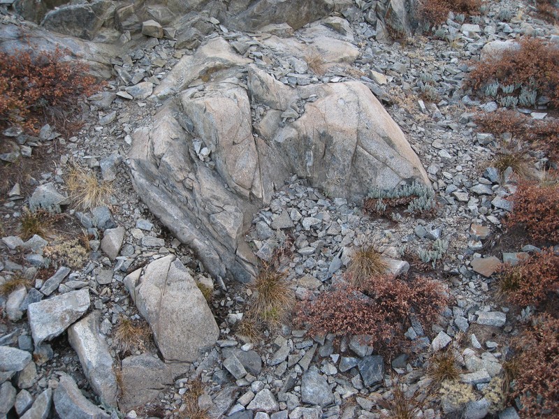 Bridges' Cliffbrake photo 4