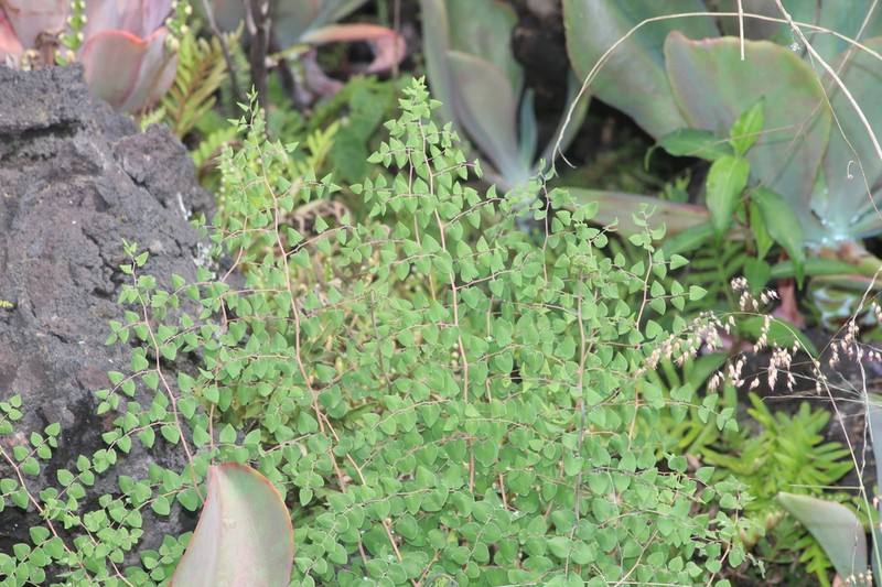 Heartleaf Cliffbrake