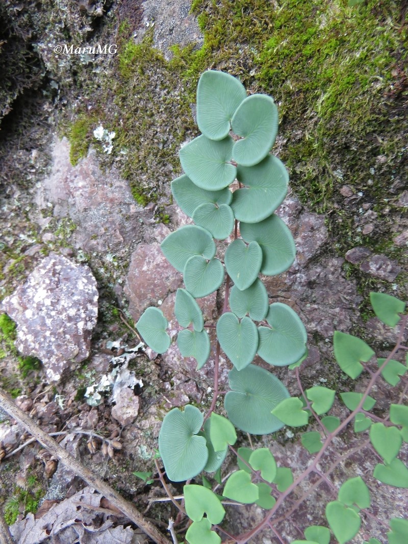 Heartleaf Cliffbrake photo 2