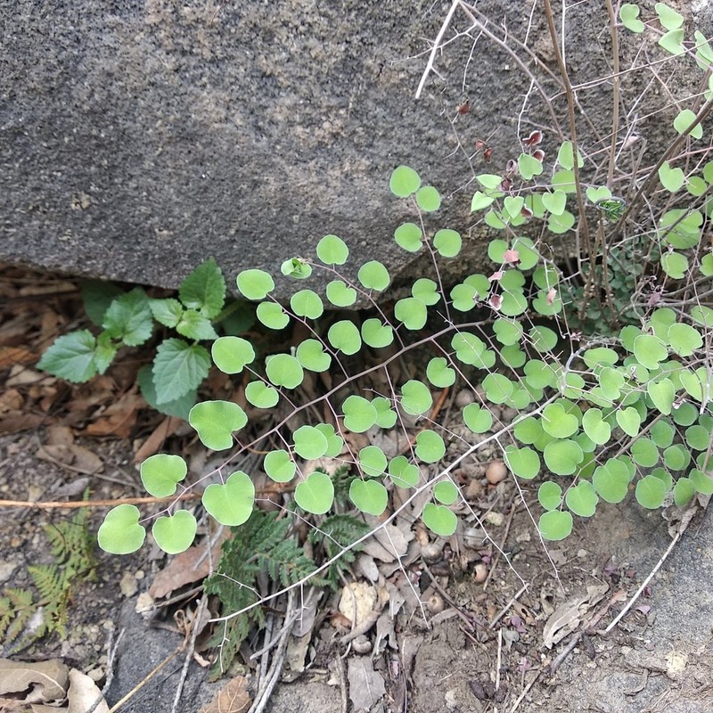 Heartleaf Cliffbrake photo 4