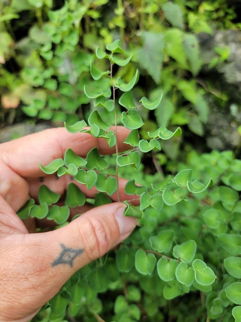 Heartleaf Cliffbrake photo 5