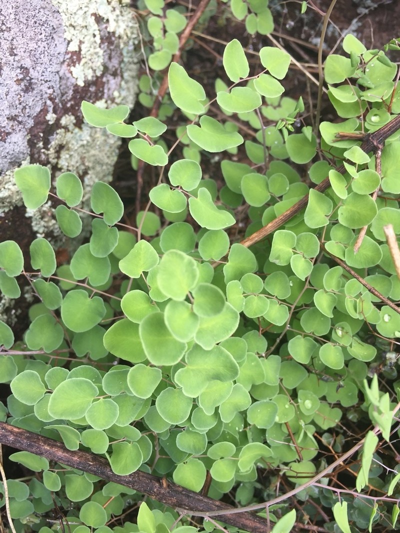 Heartleaf Cliffbrake photo 6
