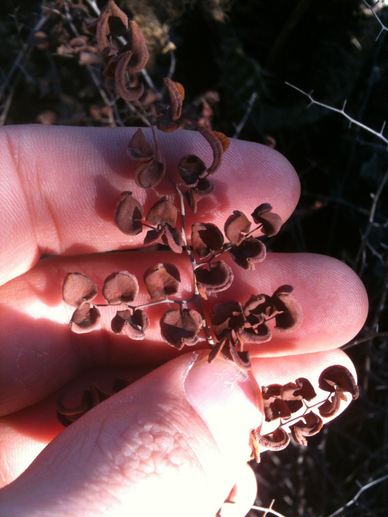 Heartleaf Cliffbrake photo 7