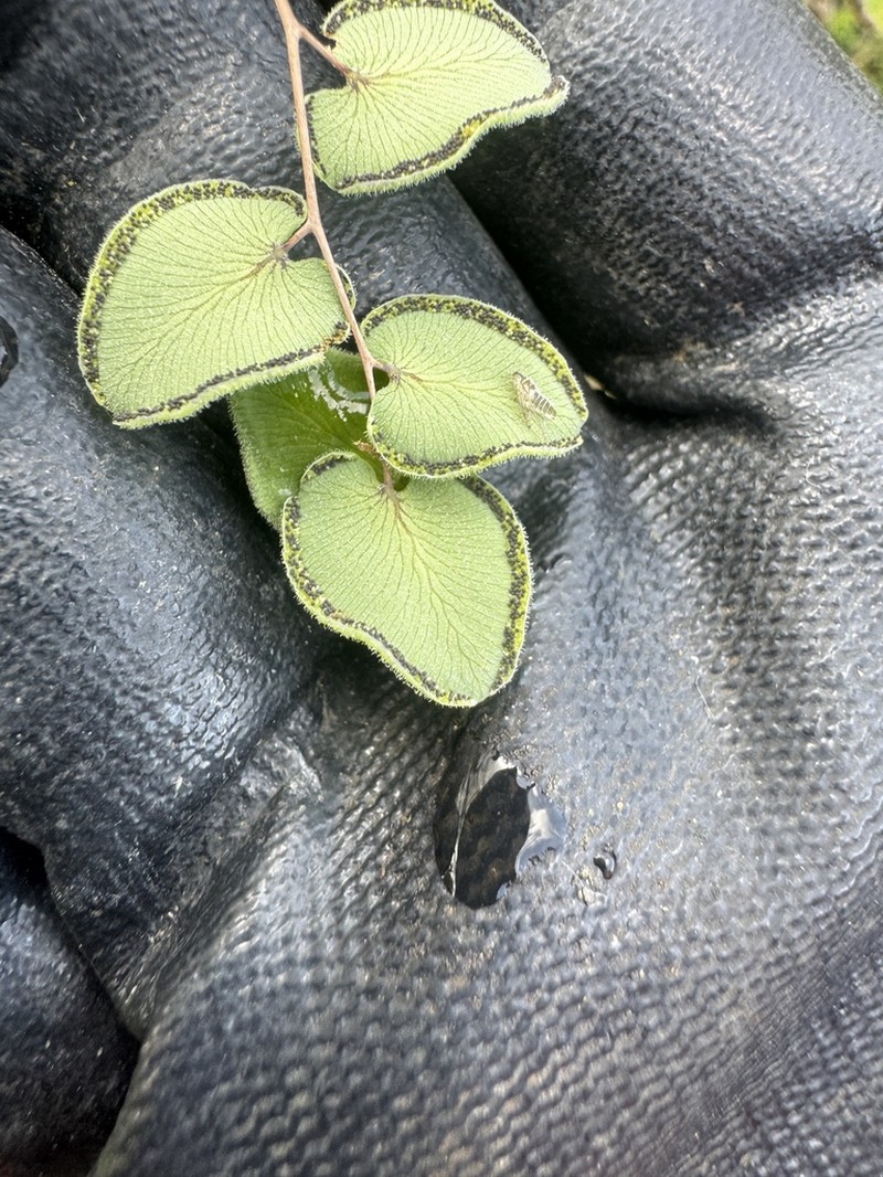 Heartleaf Cliffbrake photo 8