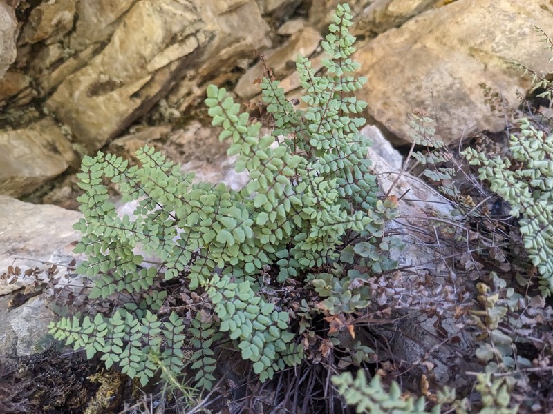 Cliffbrake photo 2