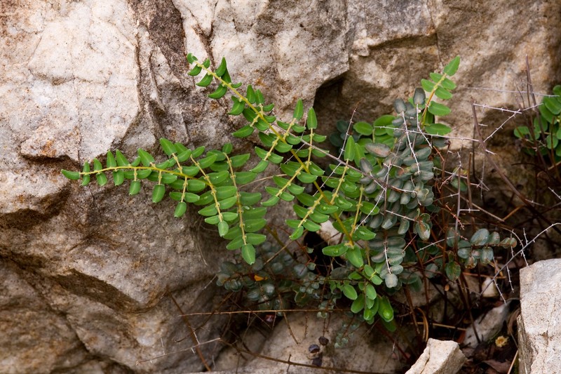 Intermediate Cliffbrake