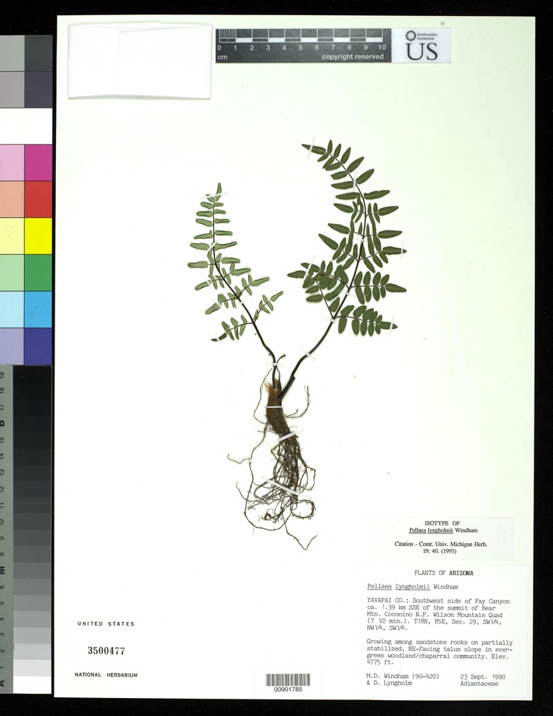 Lyngholm's Cliffbrake