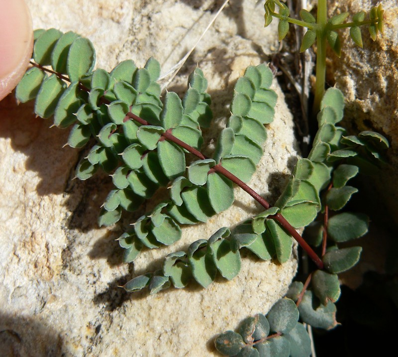Spiny Cliffbrake photo 2