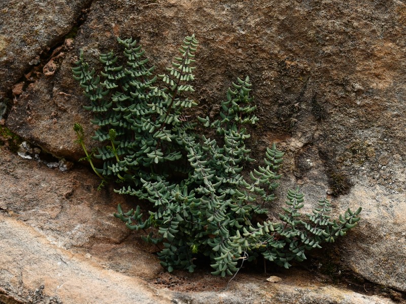 Spiny Cliffbrake photo 3