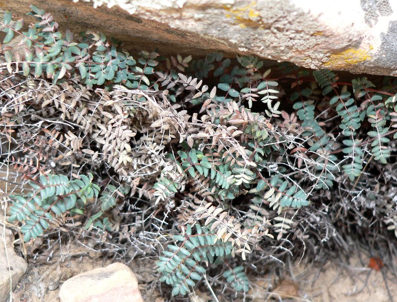 Spiny Cliffbrake photo 4