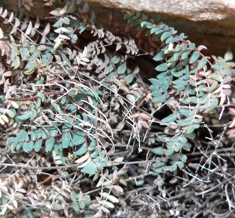 Spiny Cliffbrake photo 5