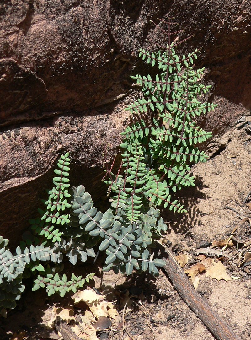 Spiny Cliffbrake photo 6