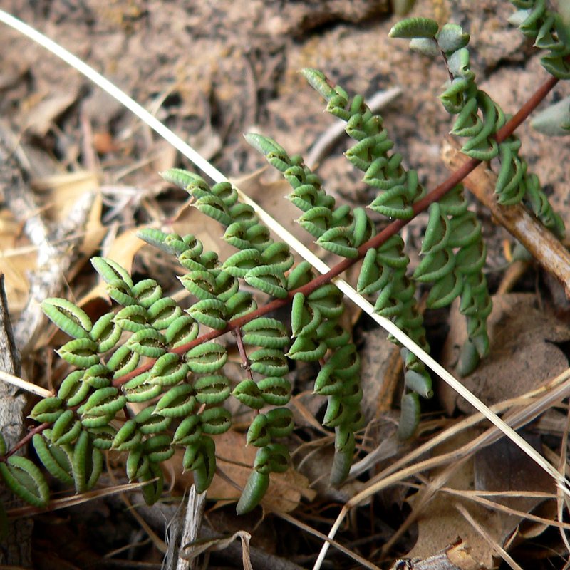 Spiny Cliffbrake photo 7