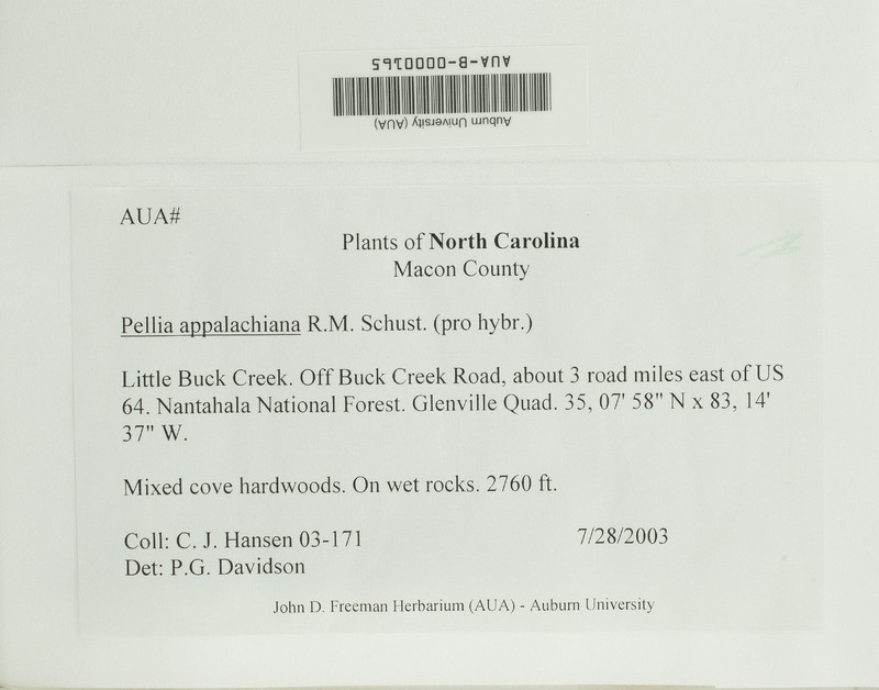 Pellia appalachiana