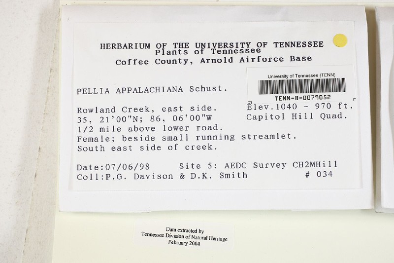 Pellia appalachiana photo 2