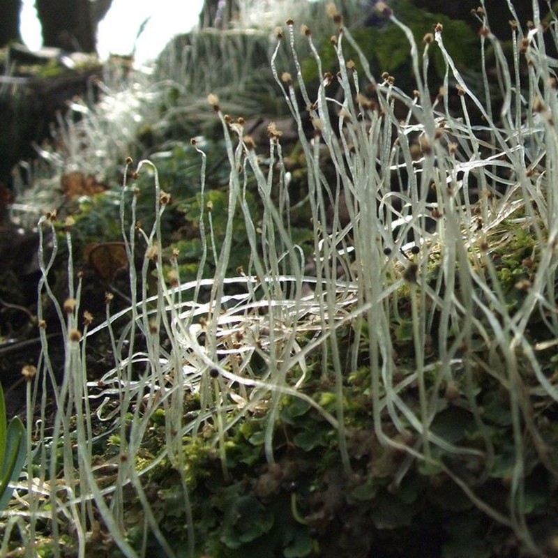 Pellia epiphylla photo 4