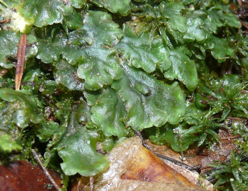 Pellia epiphylla