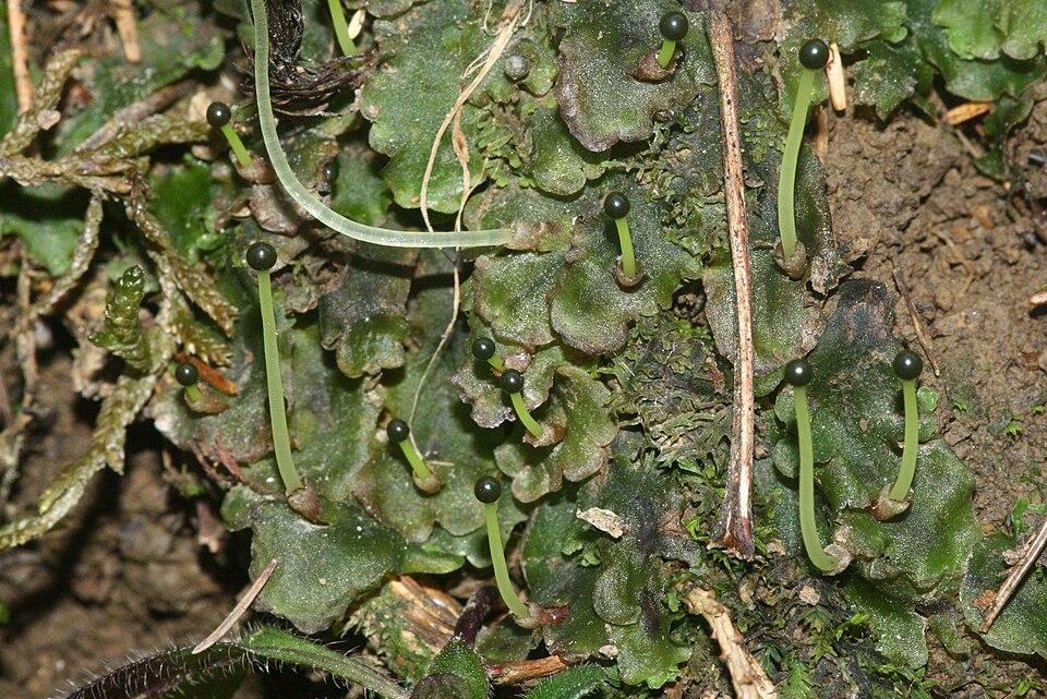 Pellia epiphylla photo 5