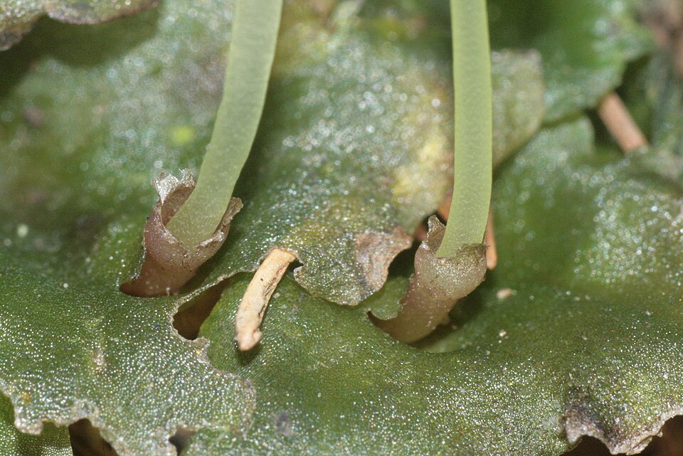 Pellia epiphylla photo 6