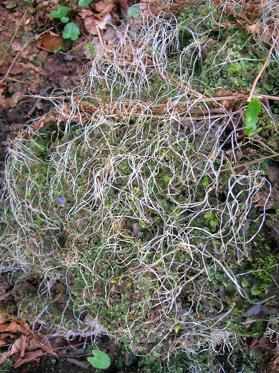 Pellia epiphylla photo 7