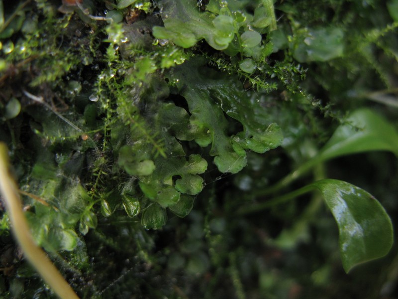 Pellia epiphylla photo 6