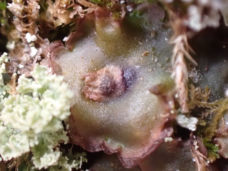 Pellia epiphylla photo 7