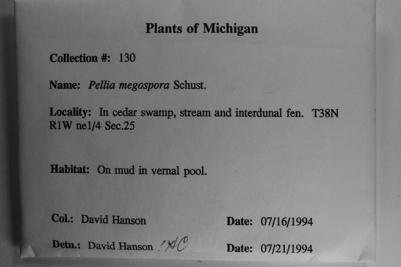 Pellia megaspora photo 3