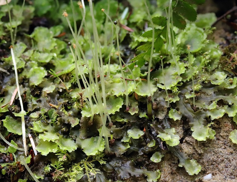 Pellia neesiana