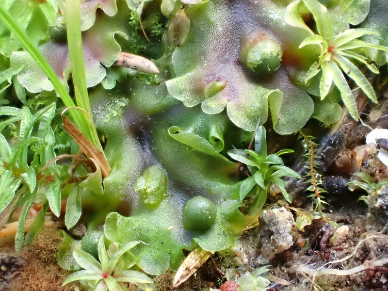Pellia neesiana photo 2