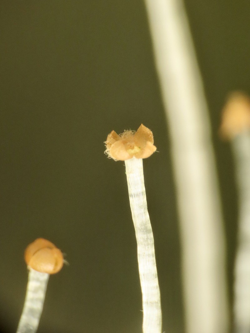 Pellia neesiana photo 3