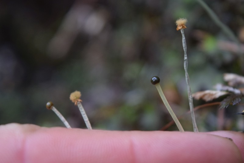 Pellia neesiana photo 4