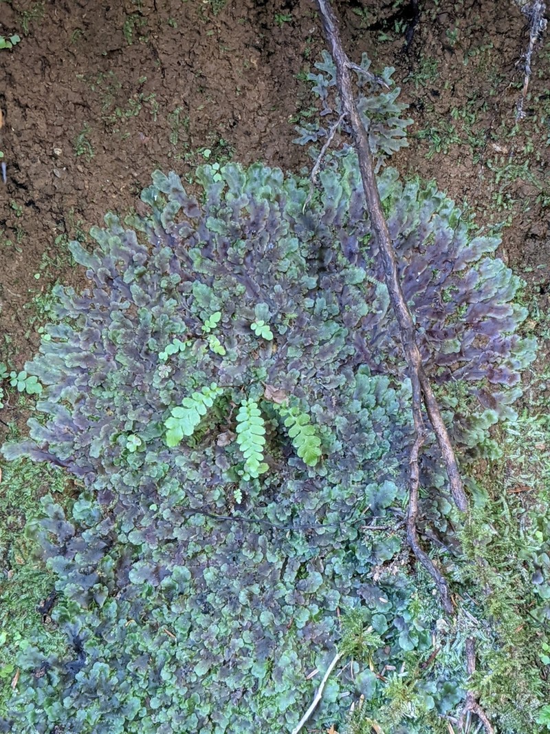 Pellia neesiana photo 5