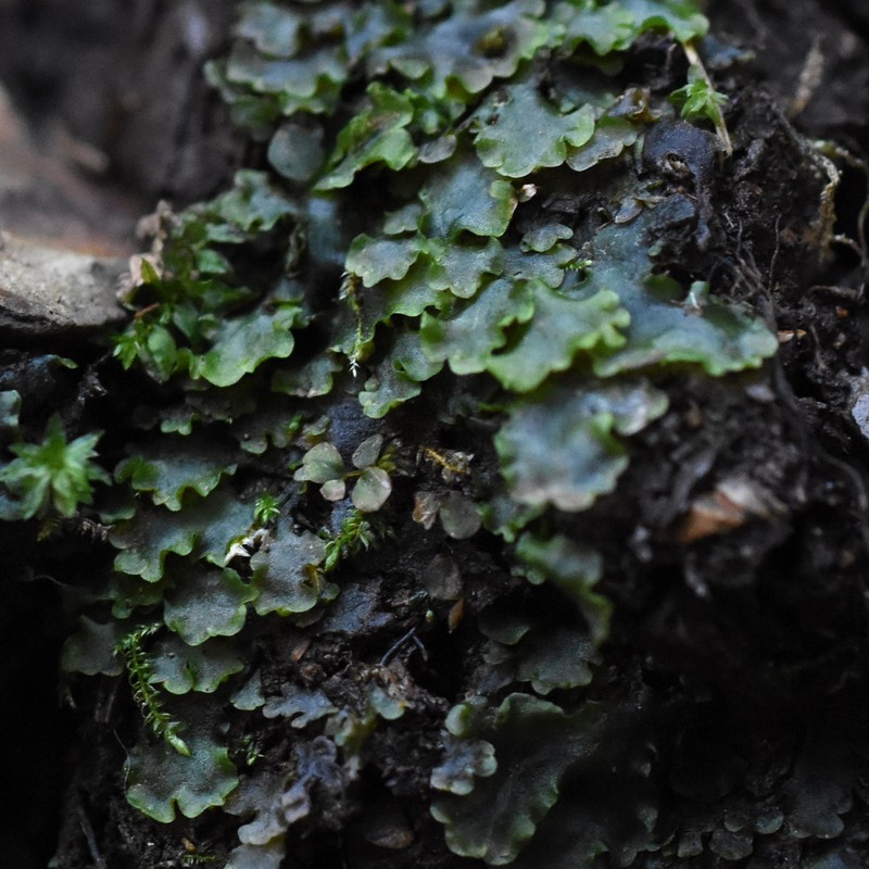Pellia neesiana photo 6