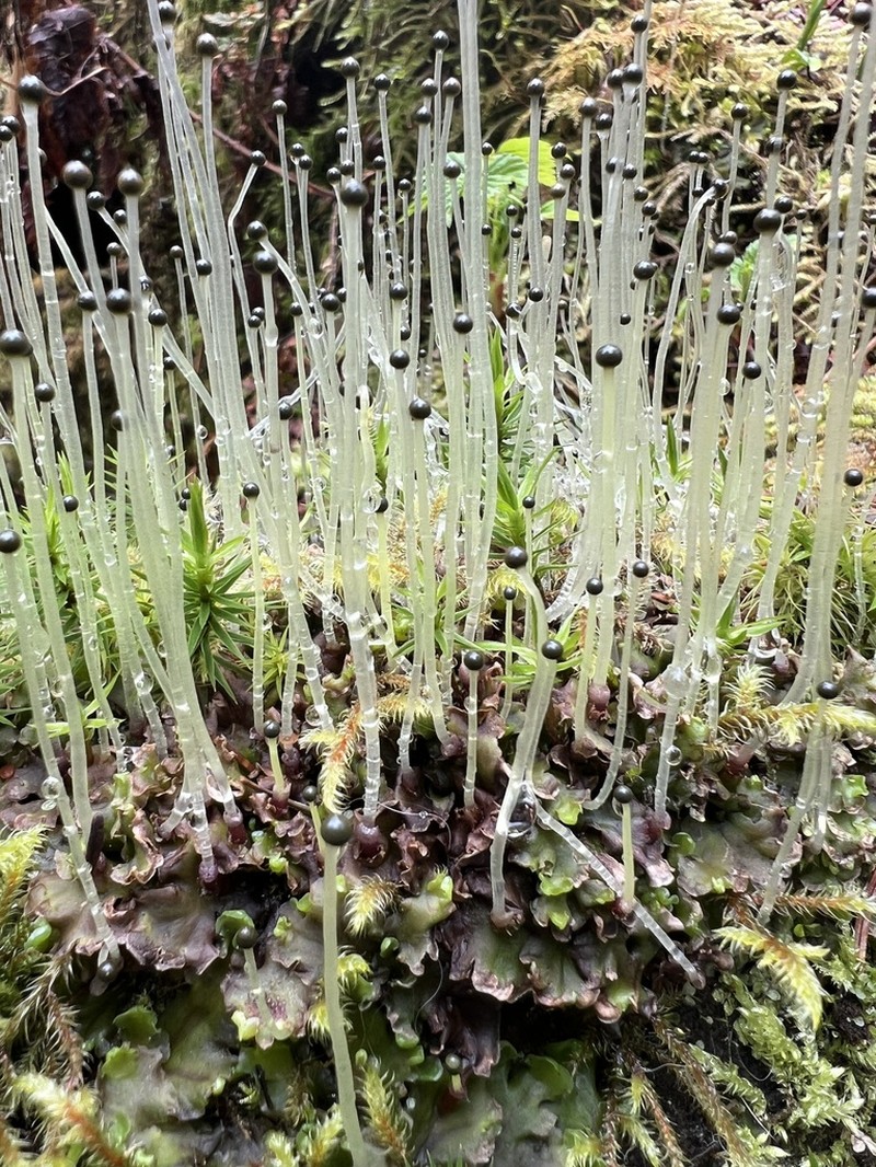 Pellia neesiana photo 7