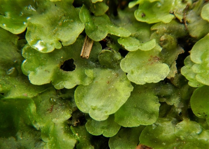 Pellia neesiana photo 8